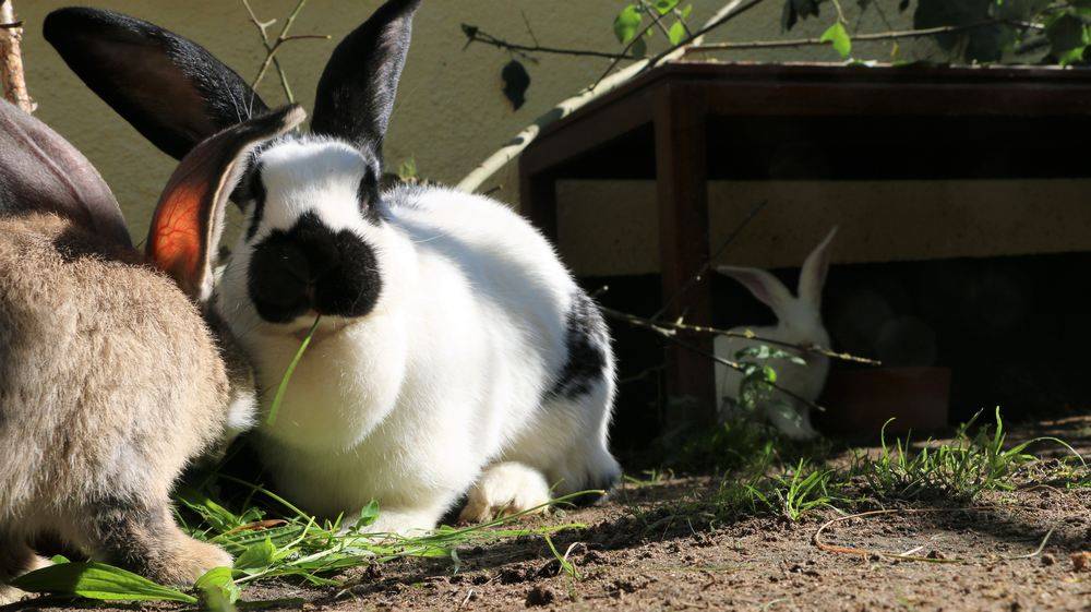Kaninchen Hummel im Land der Tiere, dem veganen Tierschutzzentrum zwischen Hamburg, Berlin und Lüneburg