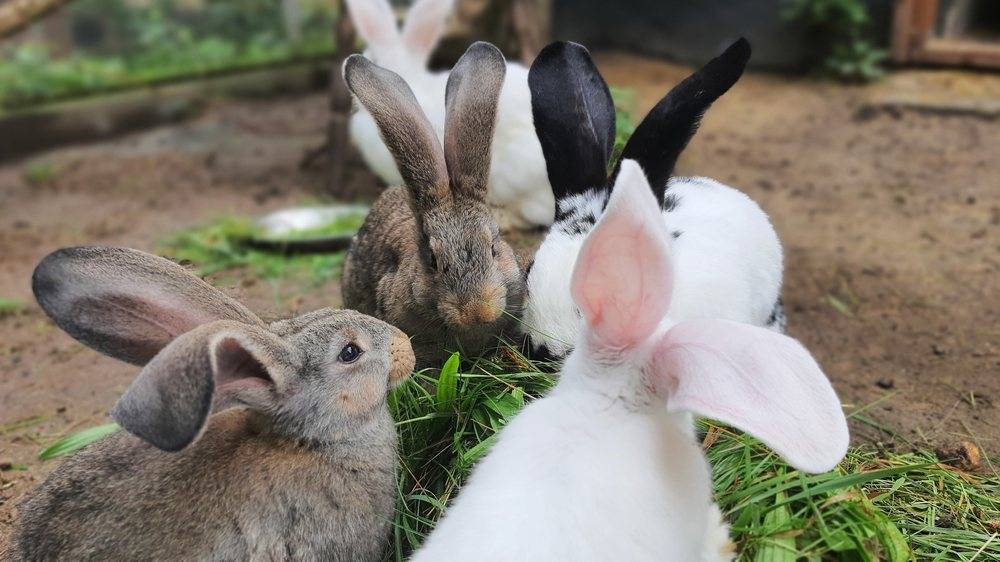 Kaninchen Ole mit Familie im Land der Tiere, dem veganen Tierschutzzentrum zwischen Hamburg, Berlin und Lüneburg
