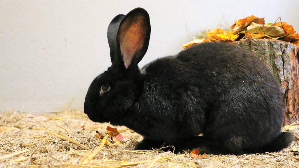 Kaninchen Pablo im Land der Tiere, dem veganen Tierschutzzentrum zwischen Hamburg, Berlin und Lüneburg