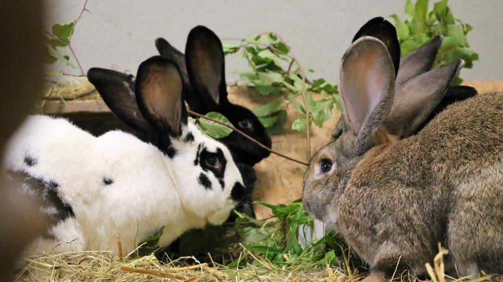 Kaninchen Pablo, Pongo, Piet und Co. im Land der Tiere, dem veganen Tierschutzzentrum zwischen Hamburg, Berlin und Lüneburg