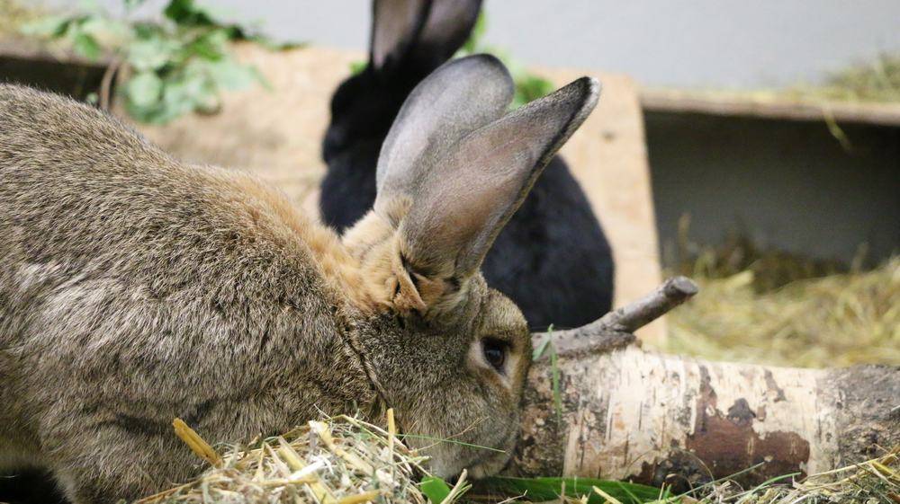 Kaninchen Piet im Land der Tiere, dem veganen Tierschutzzentrum zwischen Hamburg, Berlin und Lüneburg