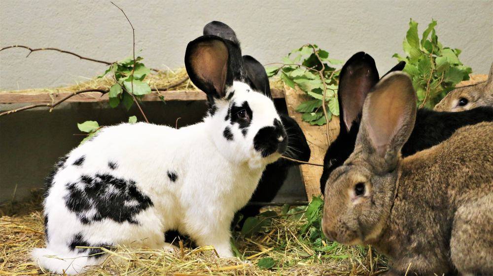 Kaninchen Piet, Pongo & Co. im Land der Tiere, dem veganen Tierschutzzentrum zwischen Hamburg, Berlin und Lüneburg