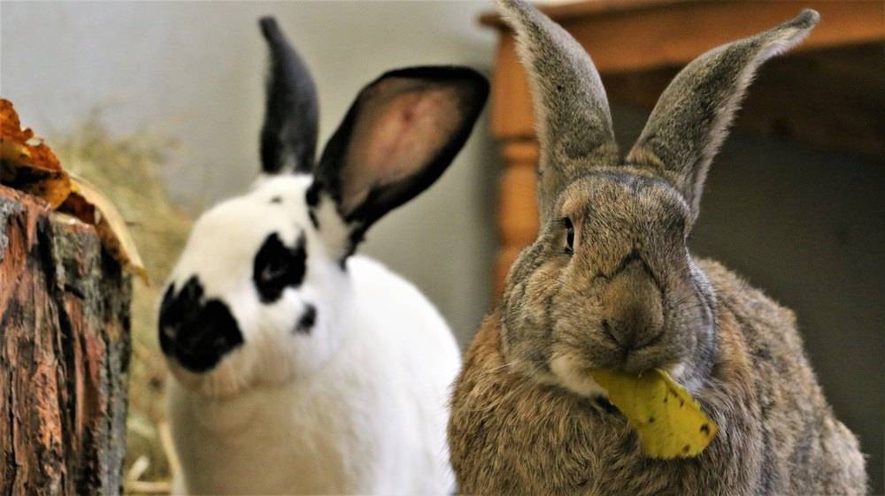 Kaninchen Pluto & Pongo im Land der Tiere, dem veganen Tierschutzzentrum zwischen Hamburg, Berlin und Lüneburg