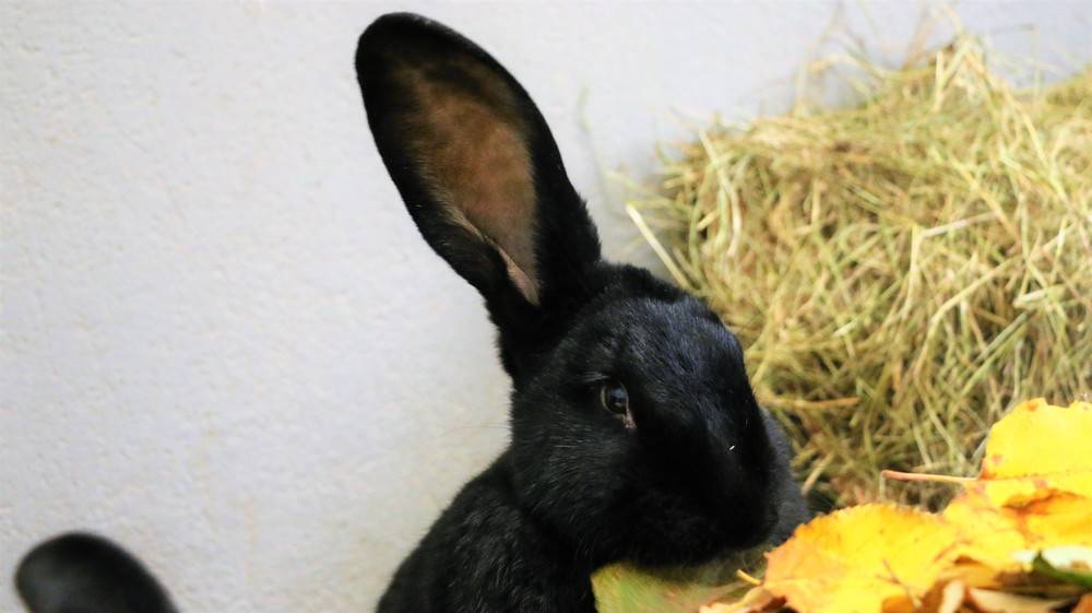 Kaninchen Pogo im Land der Tiere, dem veganen Tierschutzzentrum zwischen Hamburg, Berlin und Lüneburg