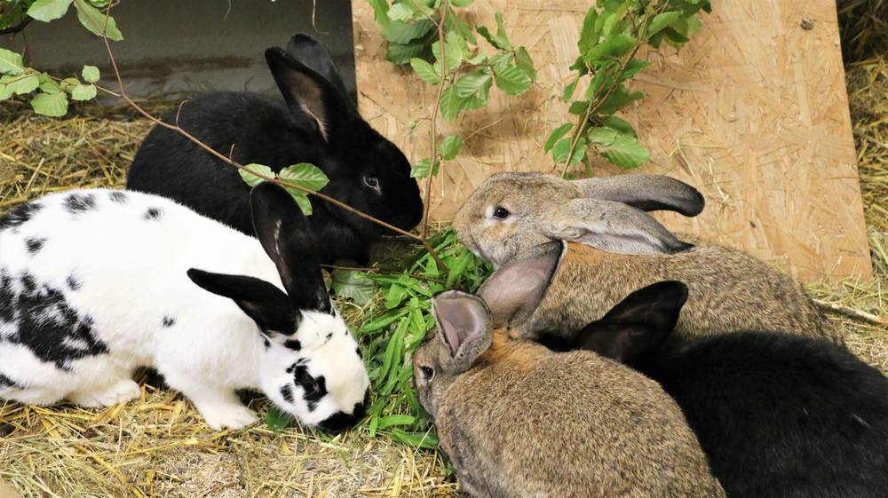 Kaninchen Pogo und Familie im Land der Tiere, dem veganen Tierschutzzentrum zwischen Hamburg, Berlin und Lüneburg