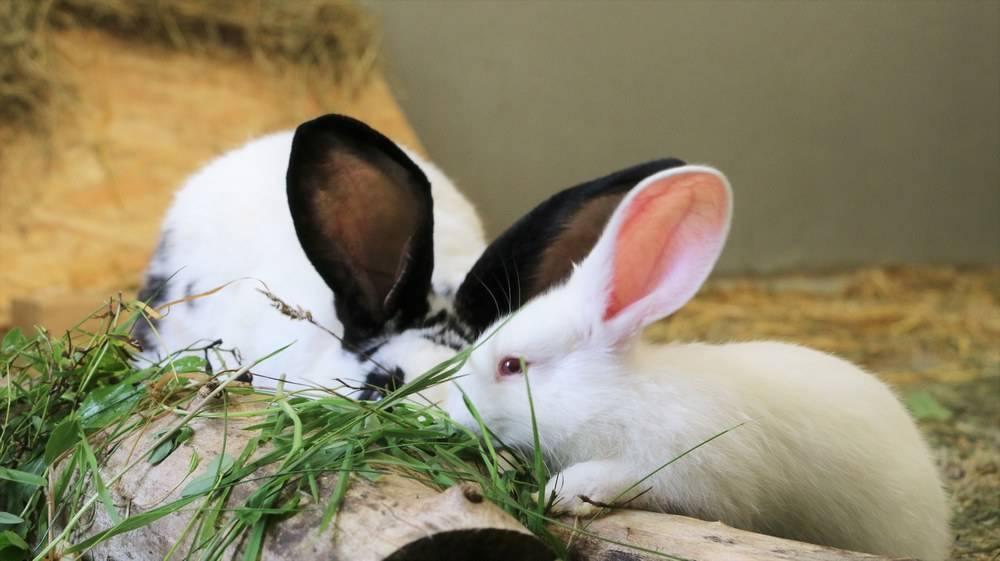 Kaninchen Stuart & Hummel im Land der Tiere, dem veganen Tierschutzzentrum zwischen Hamburg, Berlin und Lüneburg