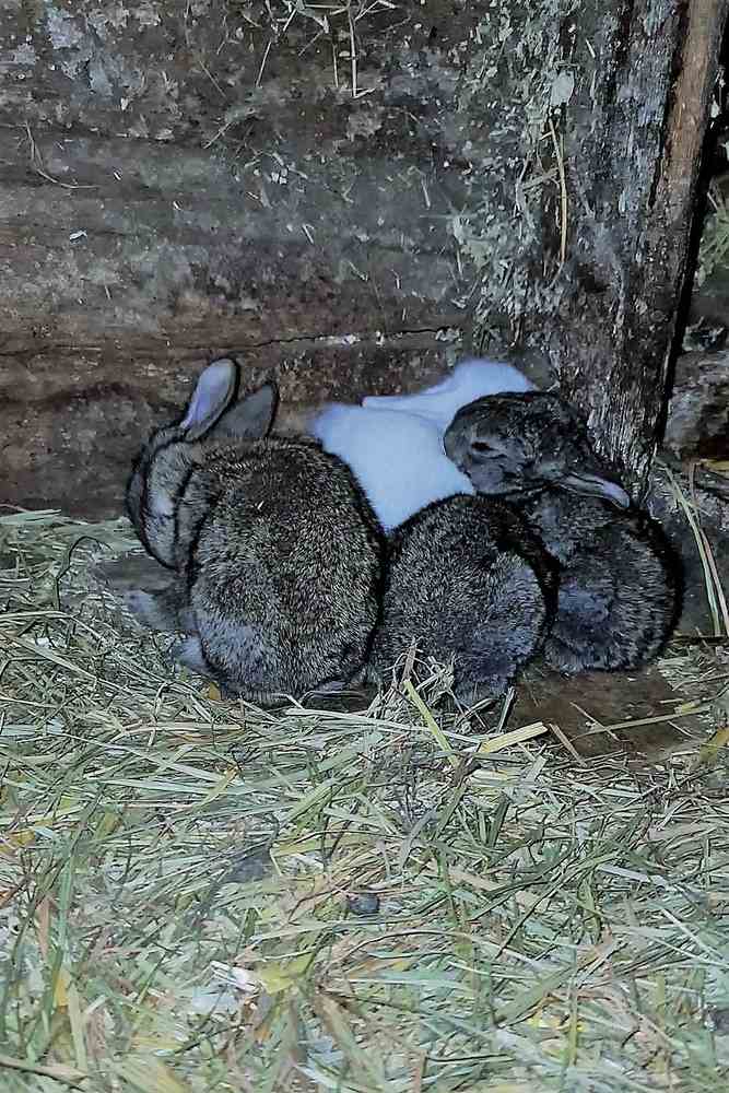 Ein dunkler, verdreckter Taubenschlag eines „Kleintierzüchters“, darin Kaninchenstall an Kaninchenstall.