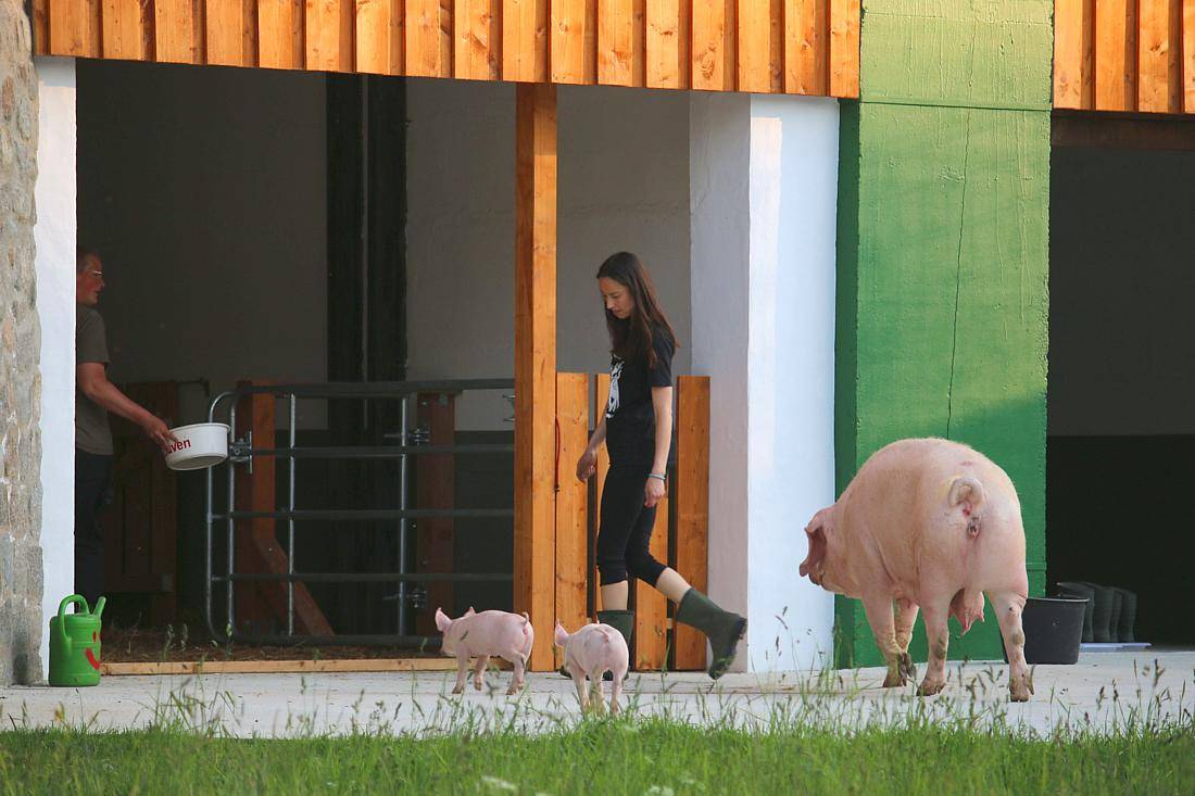 Schwein Hanna und ihre Ferkel im Land der Tiere, dem veganen Tierschutzzentrum zwischen Hamburg, Berlin und Lüneburg