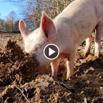 Ferkel Hein im Land der Tiere, dem veganen Tierschutzzentrum zwischen Hamburg, Berlin und Lüneburg