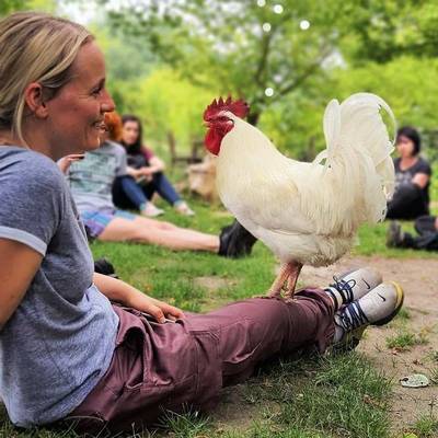 Geretteter Hahn Herr Boris Wiesengrün mit Besucher*innen im Land der Tiere, dem veganen Tierschutzzentrum zwischen Hamburg, Berlin und Lüneburg