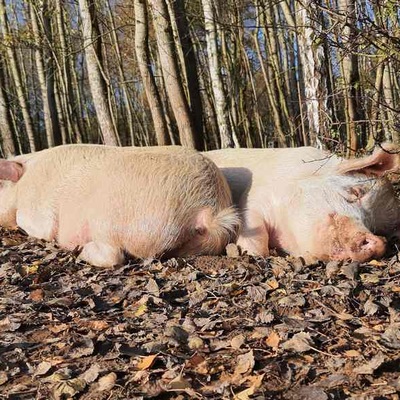 Die Schweine Knut & Helge im Land der Tiere, dem veganen Tierschutzzentrum zwischen Hamburg, Berlin und Lüneburg