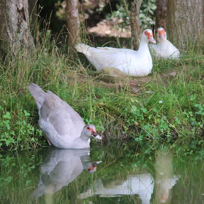 Patenschaft für alle Enten abschließen