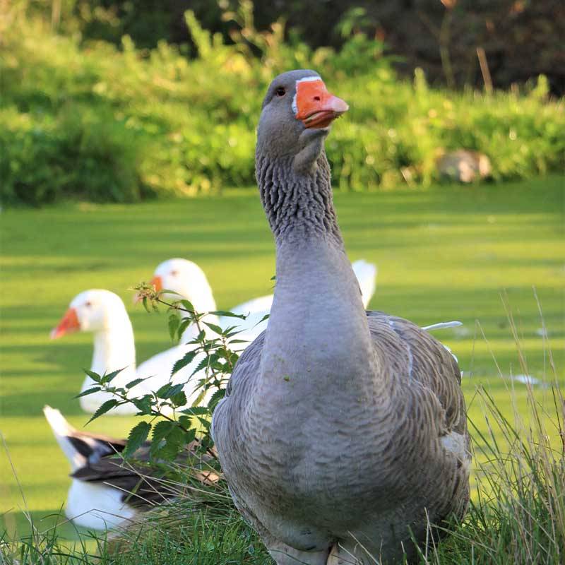 Patenschaft für alle Gänse abschließen