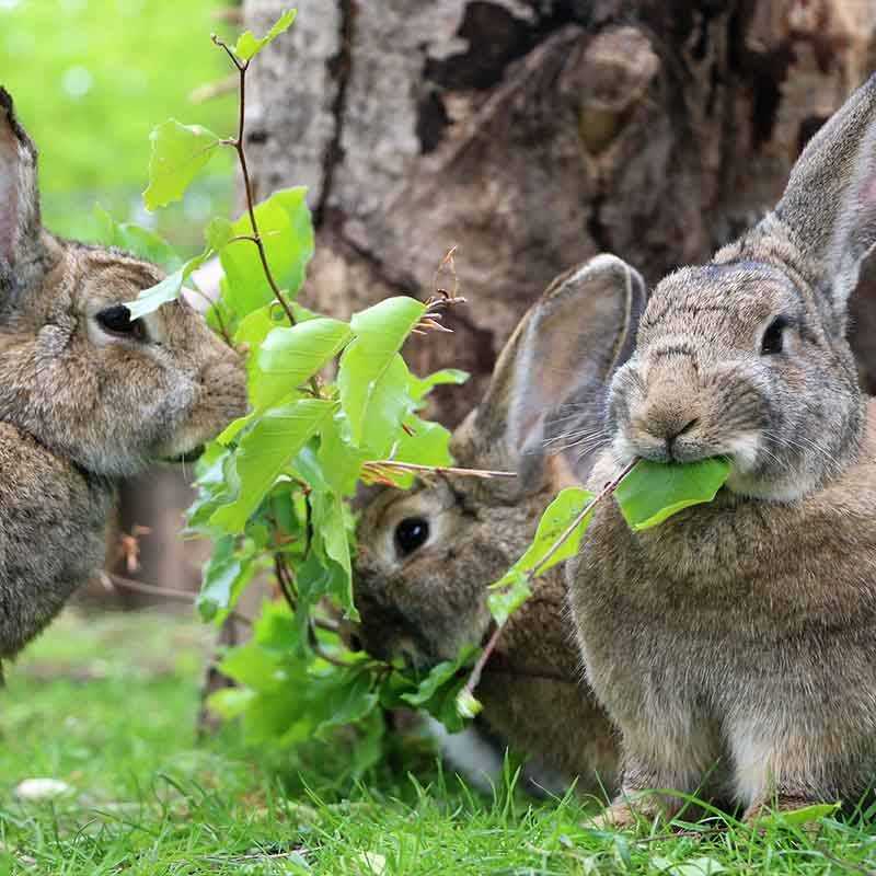 Patenschaft für alle Kaninchen abschließen