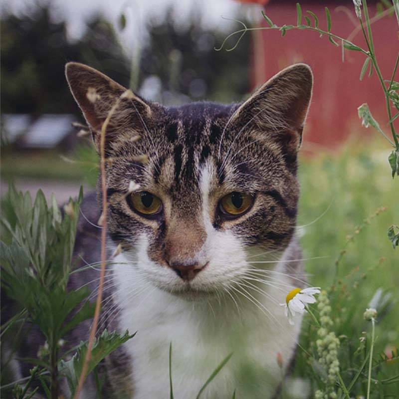 Patenschaft für alle Katzen abschließen