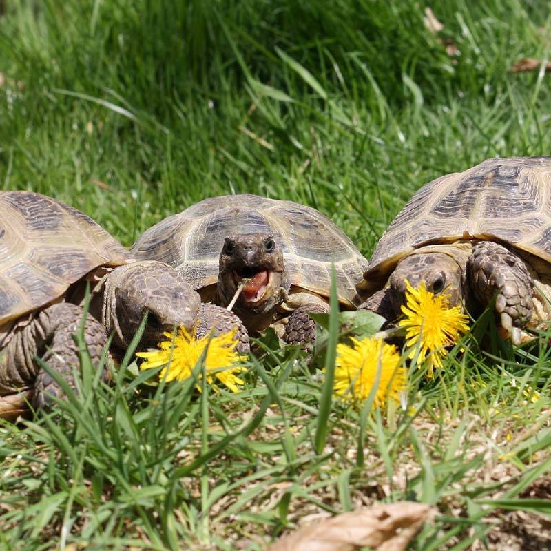 Patenschaft für alle Schildkröten abschließen