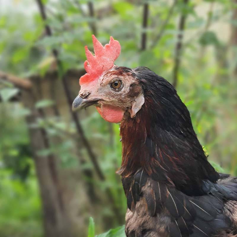 Patenschaft für Dolly abschließen