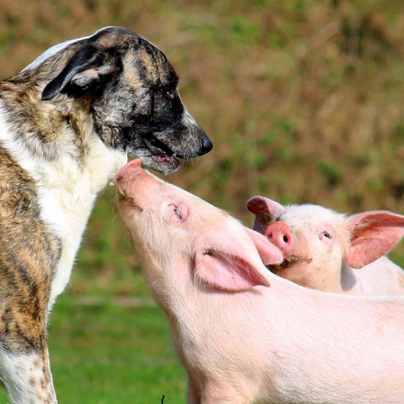 Hofpatenschaft im Land der Tiere
