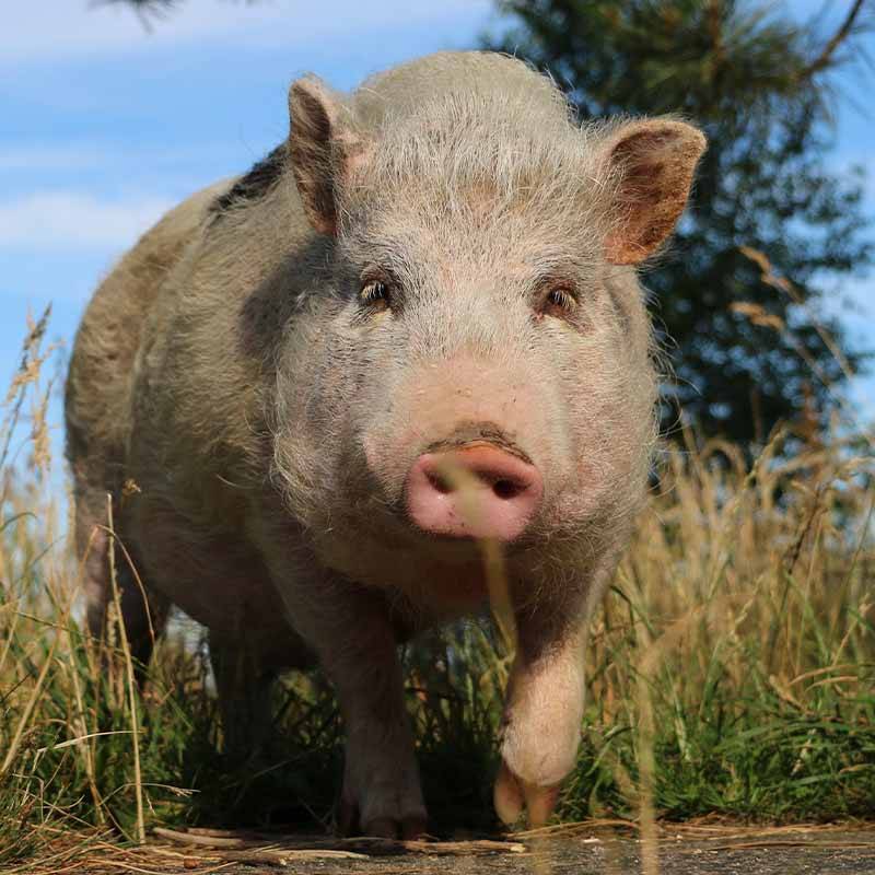 Patenschaft für Lilli abschließen