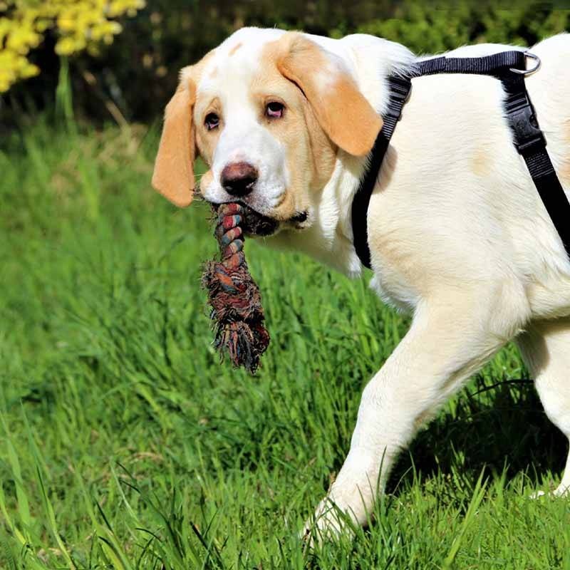 Patenschaft für Lola abschließen