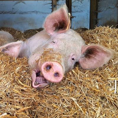 Die Schweine Rosalie & Anni im Land der Tiere, dem veganen Tierschutzzentrum zwischen Hamburg, Berlin und Lüneburg