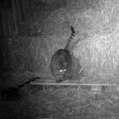 Die "Strohkatze" im Land der Tiere, dem veganen Tierschutzzentrum zwischen Hamburg, Berlin und Lüneburg