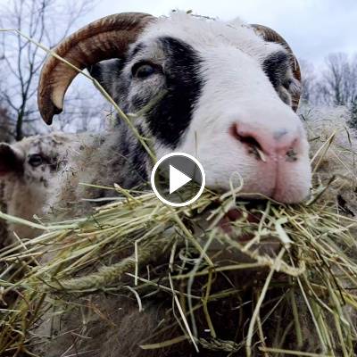 Weihnachten bei den Schafen im Land der Tiere, dem veganen Tierschutzzentrum zwischen Hamburg, Berlin und Lüneburg
