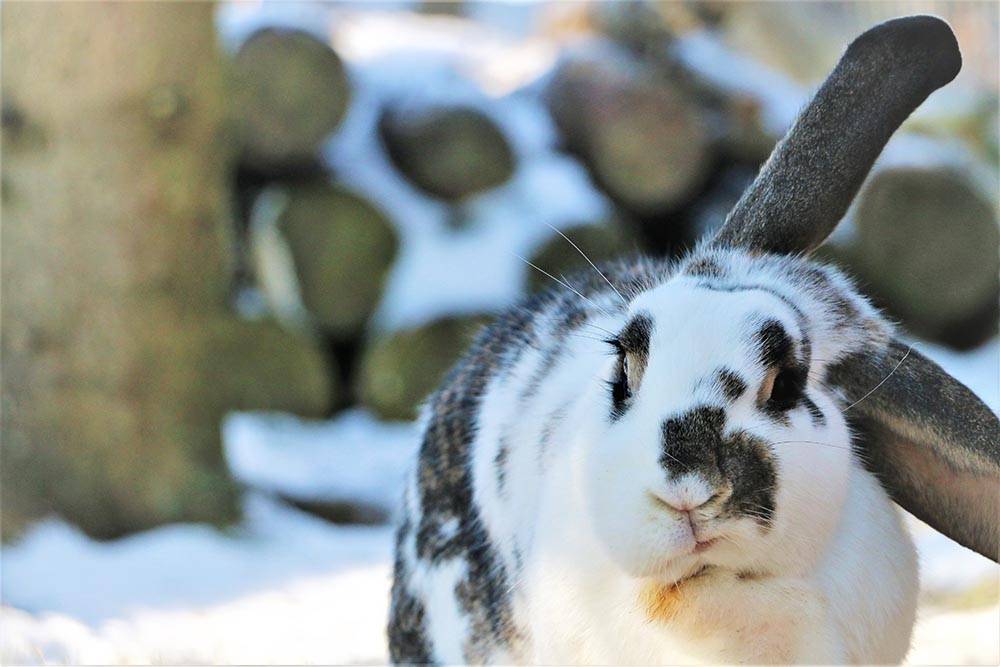 Kaninchen Leonore im Land der Tiere