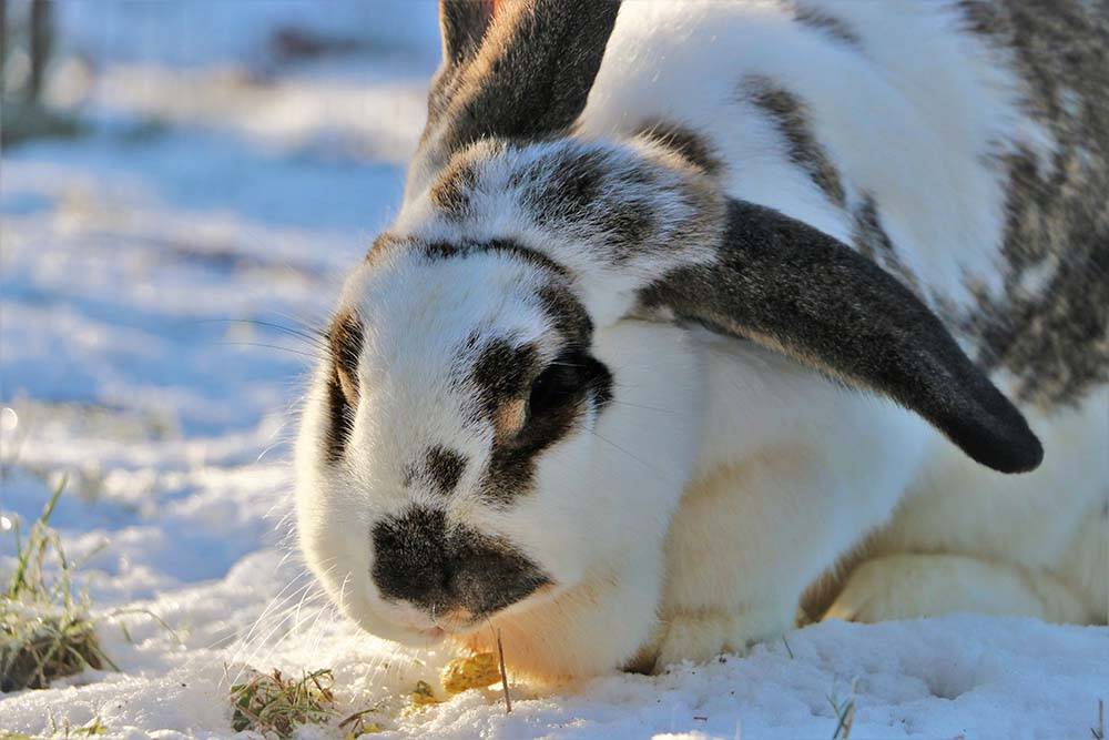 Kaninchen Leonore im Schnee im Land der Tiere