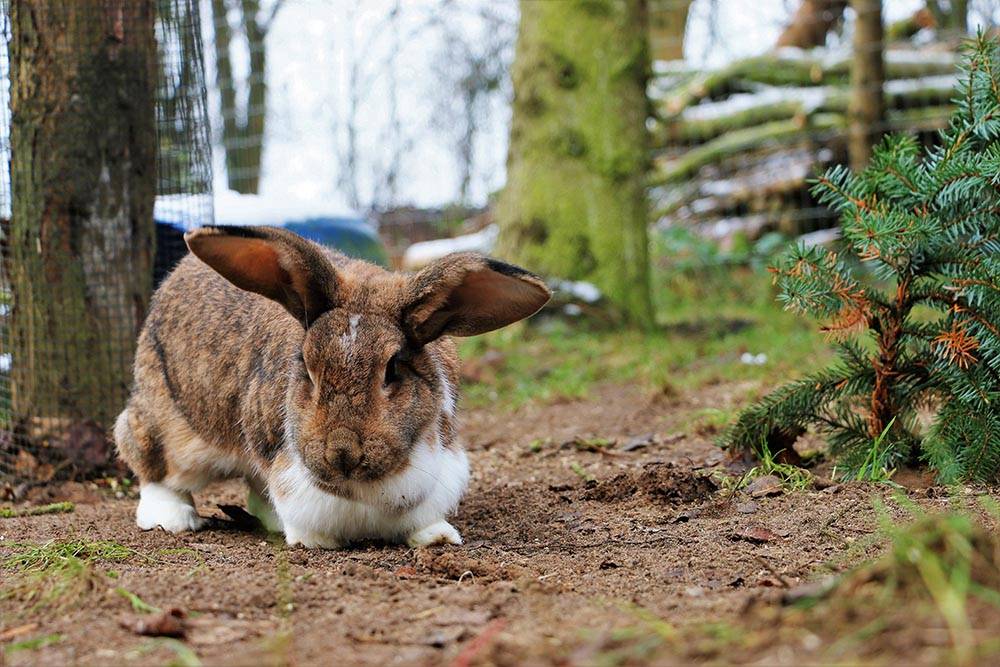Kaninchen Wanda im Land der Tiere