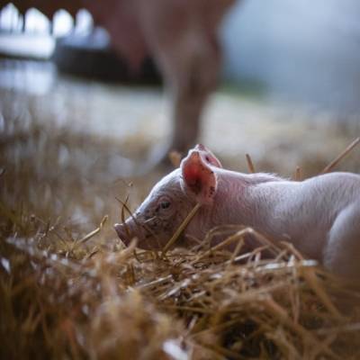 Schwein Hanna und ihre Ferkel im Land der Tiere, dem veganen Tierschutzzentrum zwischen Hamburg, Berlin und Lüneburg