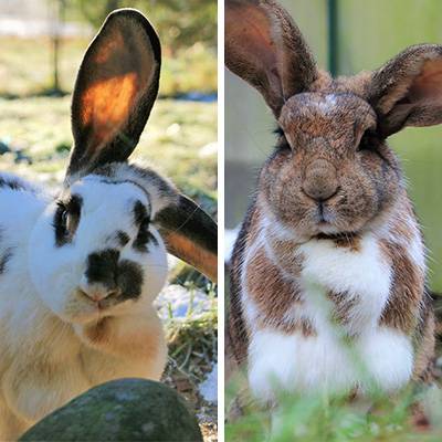 Die Kaninchen Leonore & Wanda im Land der Tiere, dem veganen Tierschutzzentrum zwischen Hamburg, Berlin und Lüneburg