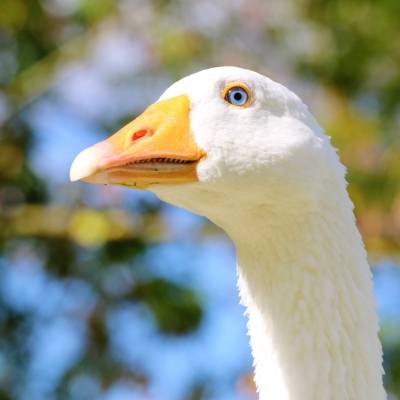 Ganter Nils im Land der Tiere, dem veganen Tierschutzzentrum zwischen Hamburg, Berlin und Lüneburg