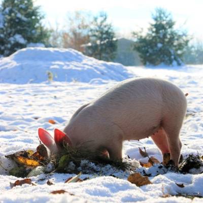 Ferkel Pia auf der Suche nach leckeren Wurzeln im Land der Tiere, dem veganen Tierschutzzentrum zwischen Hamburg, Berlin und Lüneburg