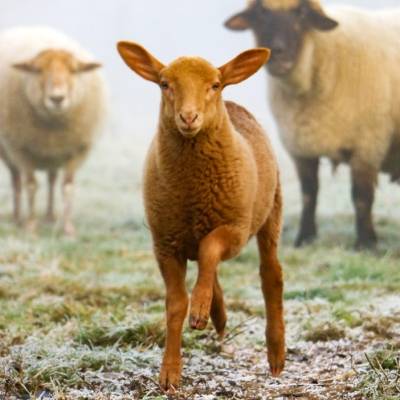 Schaf Ronja im Land der Tiere, einem Lebenshof für ehemalige "Nutztiere" in Mecklenburg-Vorpommern, idyllisch gelegen im Biosphärenreservat Flusslandschaft Elbe zwischen Hamburg und Berlin