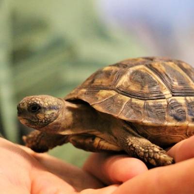 Ein 30 Gram schweres Schildkrötenbaby im Land der Tiere, dem veganen Tierschutzzentrum zwischen Hamburg, Berlin und Lüneburg