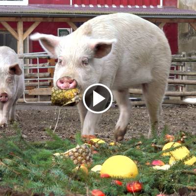 Weihnachten bei den Schweinen im Land der Tiere, dem veganen Tierschutzzentrum zwischen Hamburg, Berlin und Lüneburg