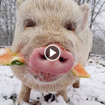 Weihnachten bei den Minischweinen, Puten und Hühnern im Land der Tiere, dem veganen Tierschutzzentrum zwischen Hamburg, Berlin und Lüneburg