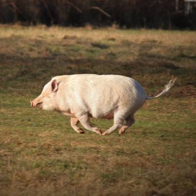 Minischwein Eddie im Land der Tiere, dem veganen Tierschutzzentrum zwischen Hamburg, Berlin und Lüneburg