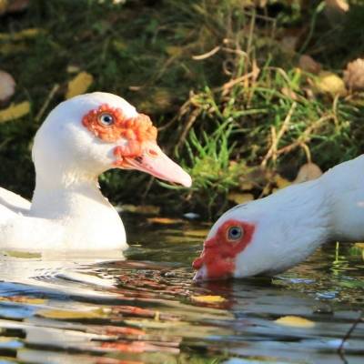 Die Enten Elliot und Eva im Land der Tiere, dem veganen Tierschutzzentrum zwischen Hamburg, Berlin und Lüneburg