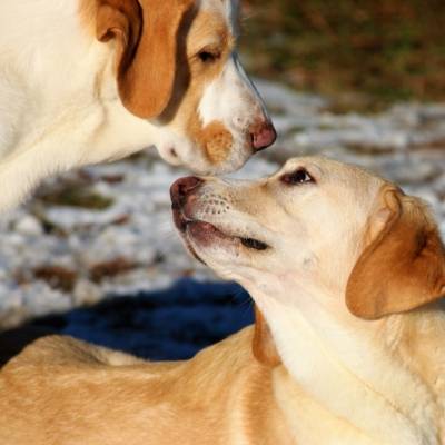 Die Hündinnen Lola & Carla im Land der Tiere, dem veganen Tierschutzzentrum zwischen Hamburg, Berlin und Lüneburg