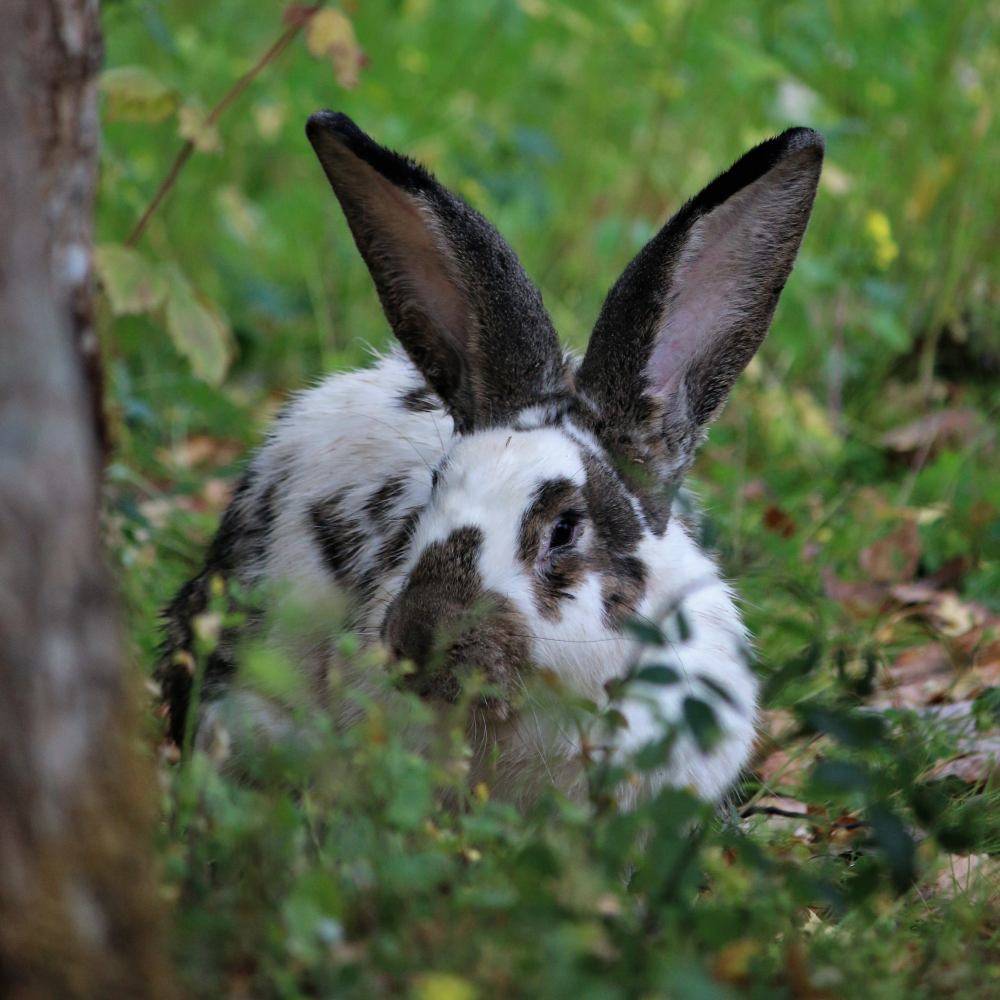 Kaninchen Oscar im Land der Tiere, dem veganen Tierschutzzentrum zwischen Hamburg, Berlin und Lüneburg