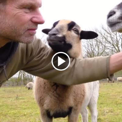 Kraulen statt Killen: gerettete Schafe im Land der Tiere, dem veganen Tierschutzzentrum zwischen Hamburg, Berlin und Lüneburg