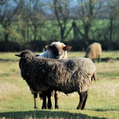 Die Schafe im Land der Tiere, dem veganen Tierschutzzentrum zwischen Hamburg, Berlin und Lüneburg