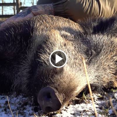 Die Wildschweine Resi & Pippa im Land der Tiere, dem veganen Tierschutzzentrum zwischen Hamburg, Berlin und Lüneburg