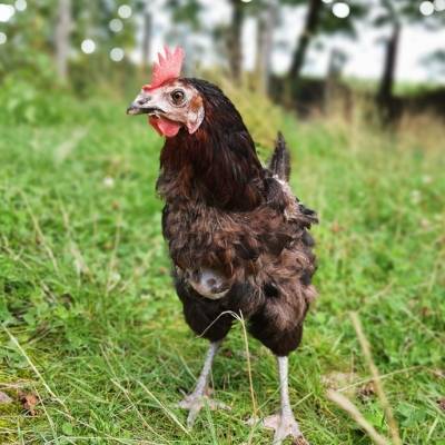 Huhn Helene im Land der Tiere, dem veganen Tierschutzzentrum zwischen Hamburg, Berlin und Lüneburg