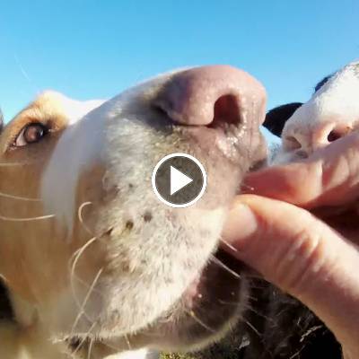Schafe & Hunde: Alle wollen Kekse Land der Tiere, dem veganen Tierschutzzentrum zwischen Hamburg, Berlin und Lüneburg