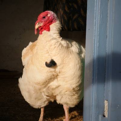 Puter Bibo im Land der Tiere, dem veganen Tierschutzzentrum zwischen Hamburg, Berlin und Lüneburg