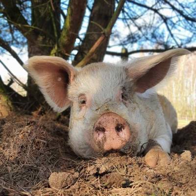 Schwein Knut im Land der Tiere, dem veganen Tierschutzzentrum zwischen Hamburg, Berlin und Lüneburg