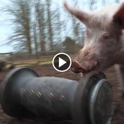 Spiel & Spaß im Schweineland im Land der Tiere, dem veganen Tierschutzzentrum zwischen Hamburg, Berlin und Lüneburg